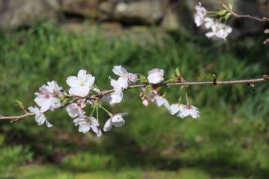 福岡で桜の開花宣言（2024/3/27）